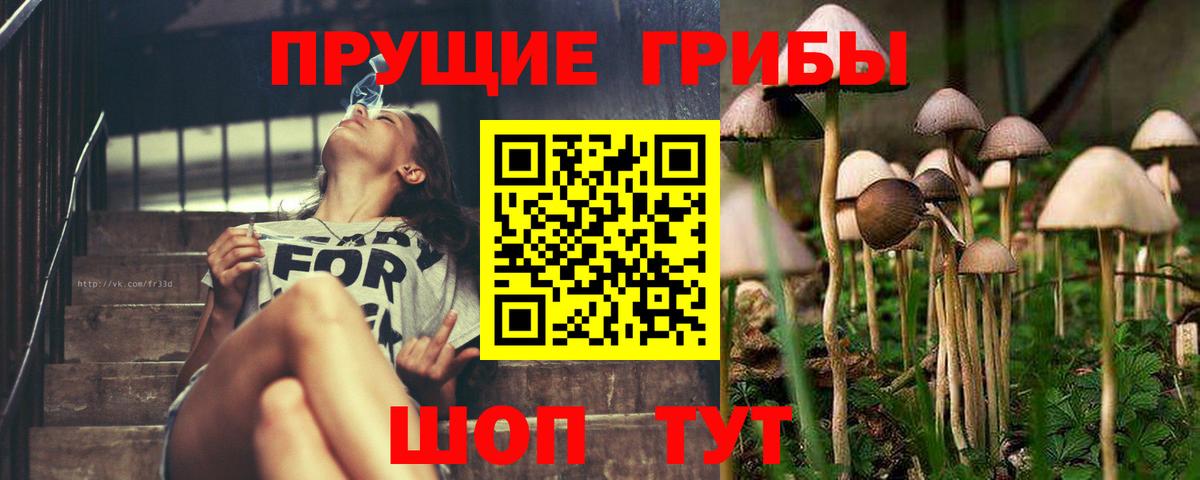 Псилоцибиновые грибы Psilocybe Орск